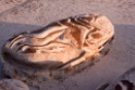 18_Bisti Wilderness__13